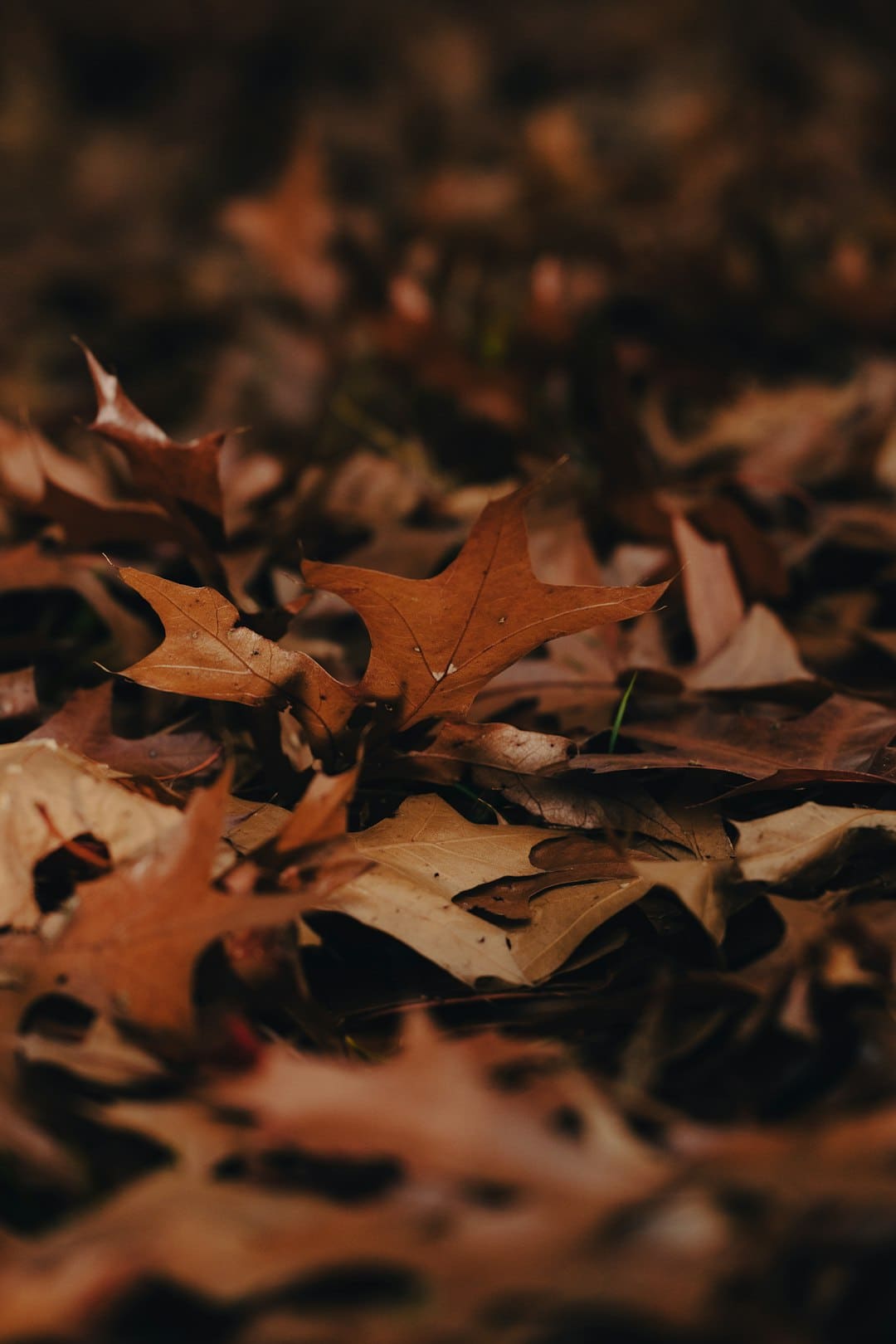 https://p1.img.cctvpic.com/photoworkspace/contentimg/2025/09/06/2025090610053811759.png